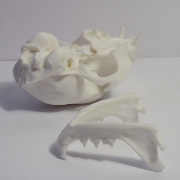 House Cat Skull Model - Anatomically Correct - 3 Inches - Image 4