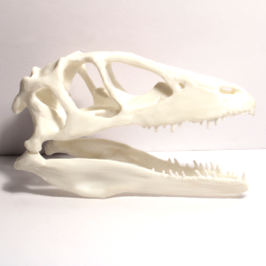 Velociraptor Skull - Fossil Reproduction - Anatomically Correct - 5 Inches
