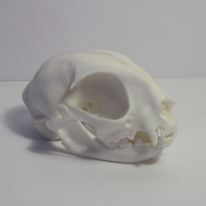 House Cat Skull Model - Anatomically Correct - 3 Inches