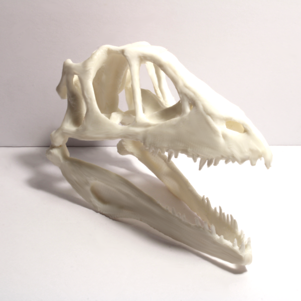 Velociraptor Skull - Fossil Reproduction - Anatomically Correct - 5 Inches - Image 3