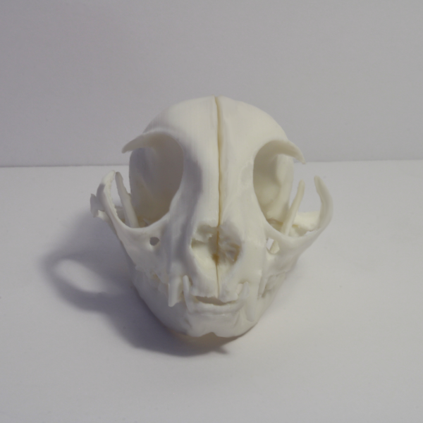 House Cat Skull Model - Anatomically Correct - 3 Inches - Image 2