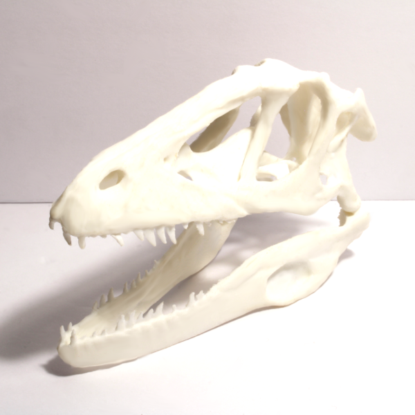 Velociraptor Skull - Fossil Reproduction - Anatomically Correct - 5 Inches - Image 2