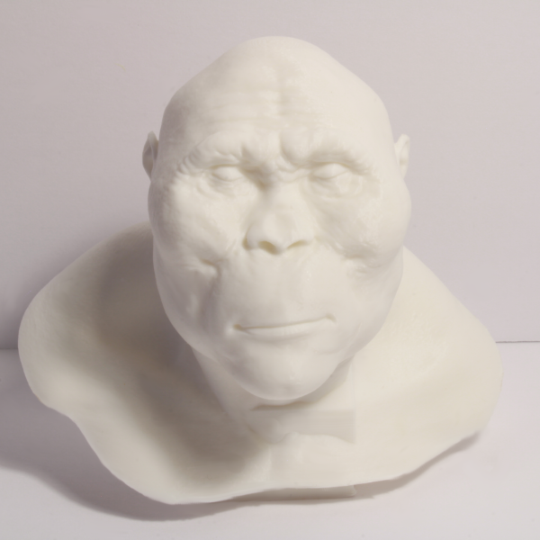 Nutcracker Man Bust - Early Hominin - 4 Inches