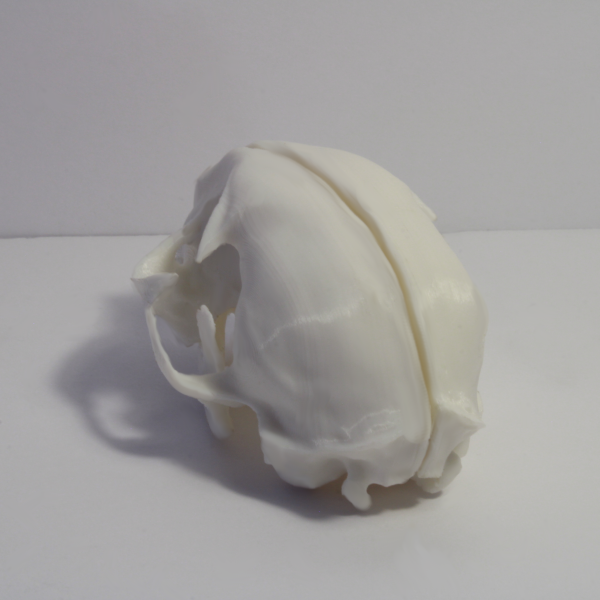 House Cat Skull Model - Anatomically Correct - 3 Inches - Image 3