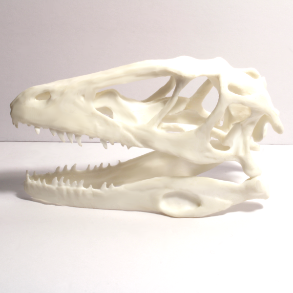 Velociraptor Skull - Fossil Reproduction - Anatomically Correct - 5 Inches - Image 4