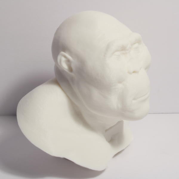 Nutcracker Man Bust - Early Hominin - 4 Inches - Image 3