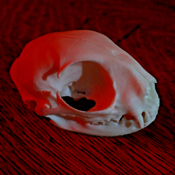 House Cat Skull Model - Anatomically Correct - 3 Inches - Image 4