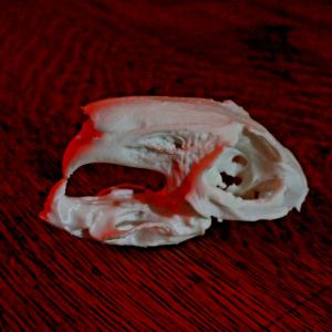 Rabbit Skull Model - Anatomically Correct - 3 Inches