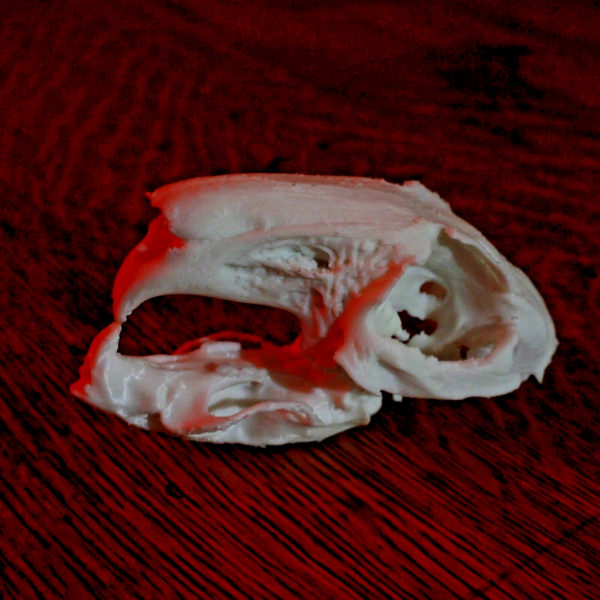 Rabbit Skull Model - Anatomically Correct - 3 Inches