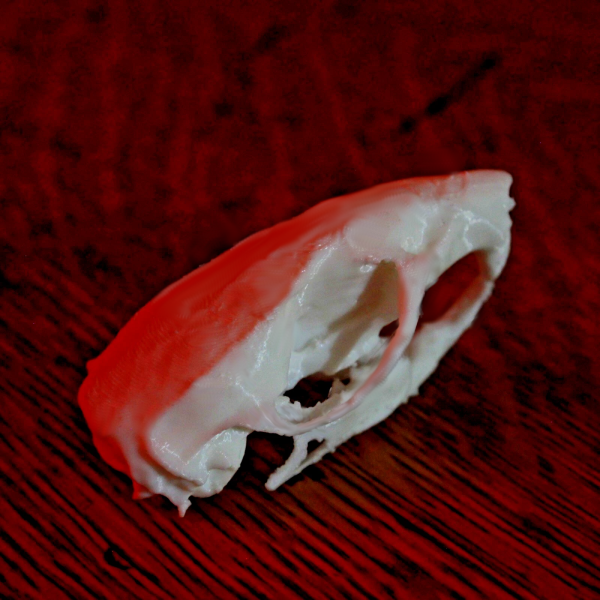 Rat Skull Model - Anatomically Correct - 2 Inches - Image 4