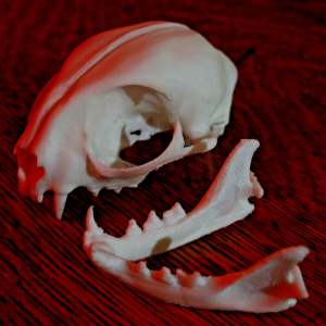 House Cat Skull Model - Anatomically Correct - 3 Inches