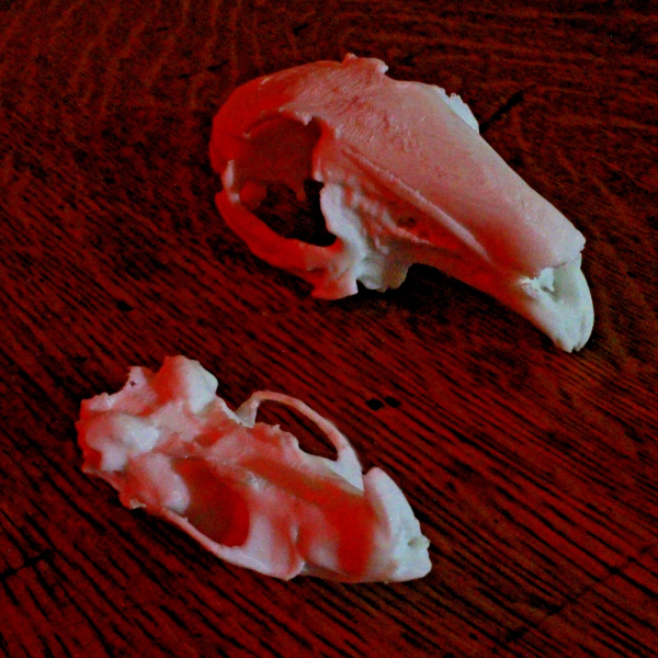 Rabbit Skull Model - Anatomically Correct - 3 Inches - Image 2