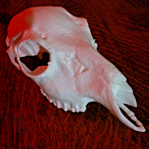 Roe Deer Skull Model - Anatomically Correct - 8.5 Inches