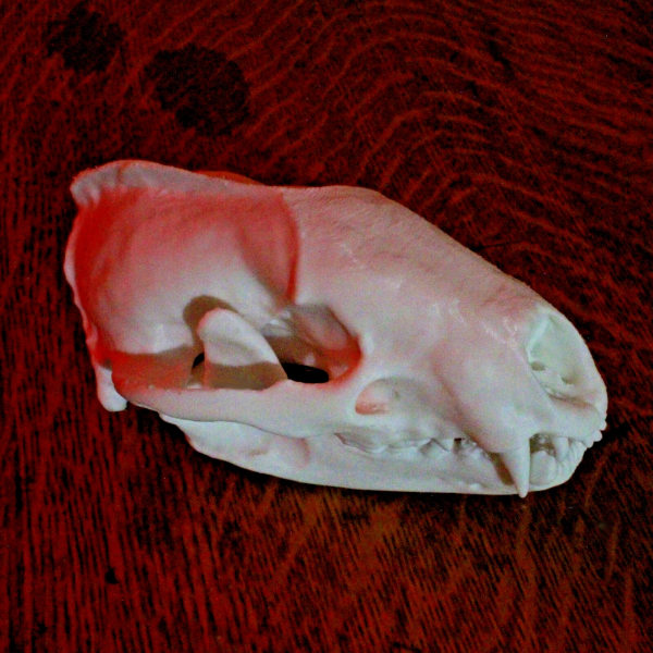 European Badger Skull Model - Anatomically Correct - 5.5 Inches - Image 2
