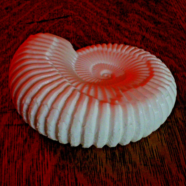 Ammonite Shell Replica – 6 Inches - Image 4