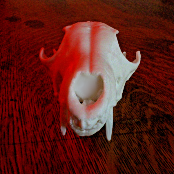 Fox Skull Model - Anatomically Correct - 6 Inches - Image 2