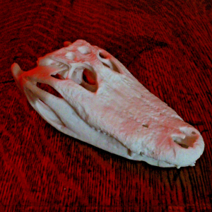 American Alligator Skull Model - Anatomically Correct - 4.5 Inches