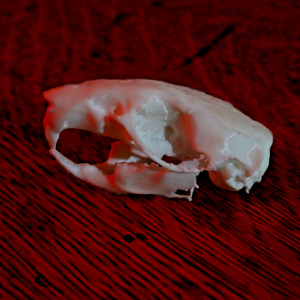 Rat Skull Model - Anatomically Correct - 2 Inches