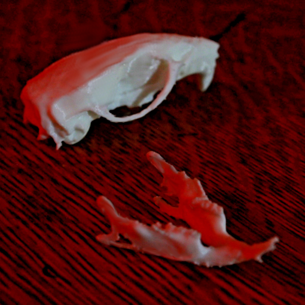 Rat Skull Model - Anatomically Correct - 2 Inches - Image 3
