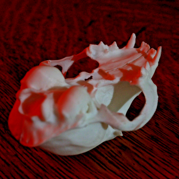 House Cat Skull Model - Anatomically Correct - 3 Inches - Image 3