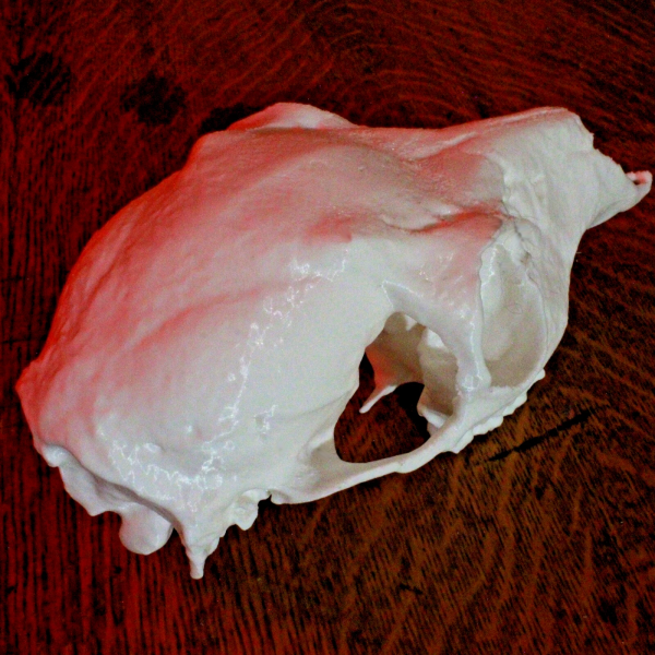 Roe Deer Skull Model - Anatomically Correct - 8.5 Inches - Image 2