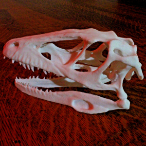 Velociraptor Skull - Fossil Reproduction - Anatomically Correct - 5 Inches