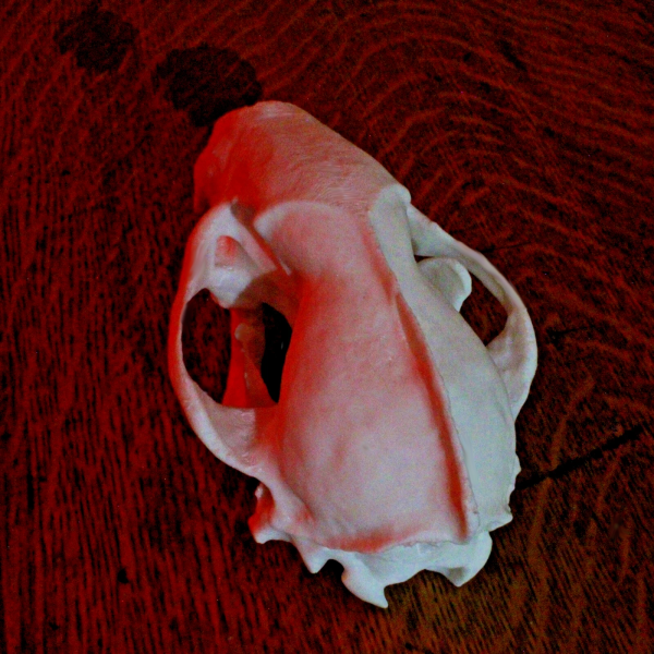 European Badger Skull Model - Anatomically Correct - 5.5 Inches - Image 3