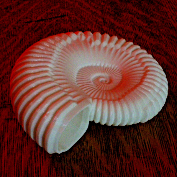 Ammonite Shell Replica – 6 Inches - Image 2