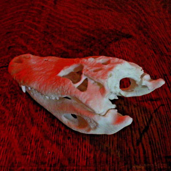 American Alligator Skull Model - Anatomically Correct - 4.5 Inches - Image 4