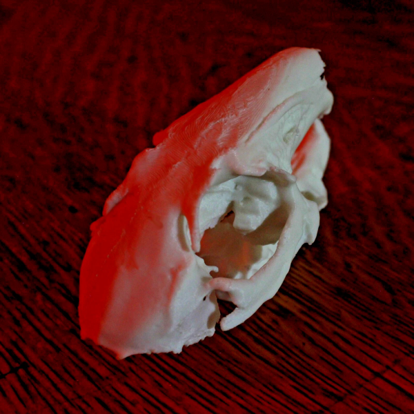 Rabbit Skull Model - Anatomically Correct - 3 Inches - Image 4