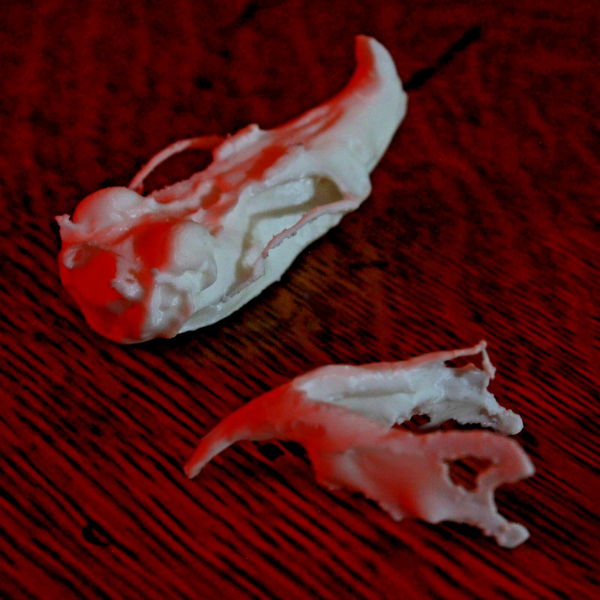Rat Skull Model - Anatomically Correct - 2 Inches - Image 2