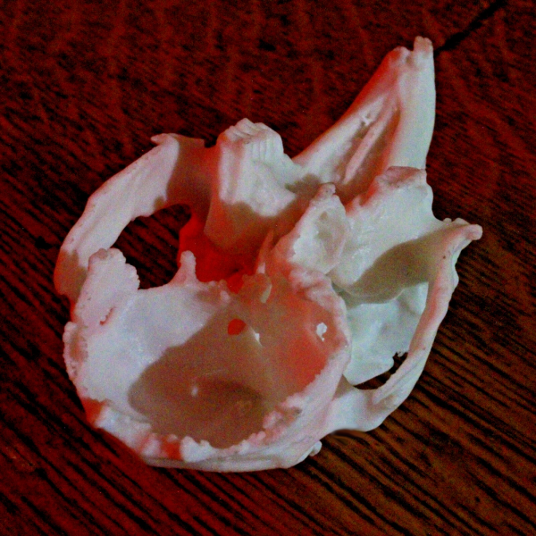 Rabbit Skull Model - Anatomically Correct - 3 Inches - Image 3