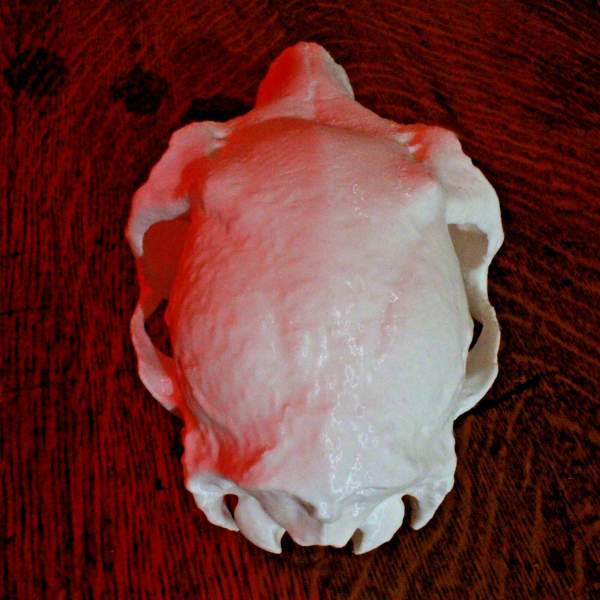 Roe Deer Skull Model - Anatomically Correct - 8.5 Inches - Image 3