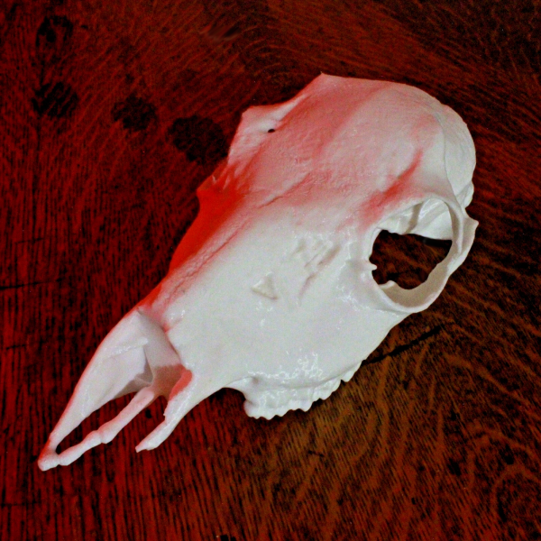 Roe Deer Skull Model - Anatomically Correct - 8.5 Inches - Image 4