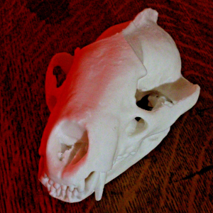 European Badger Skull Model - Anatomically Correct - 5.5 Inches