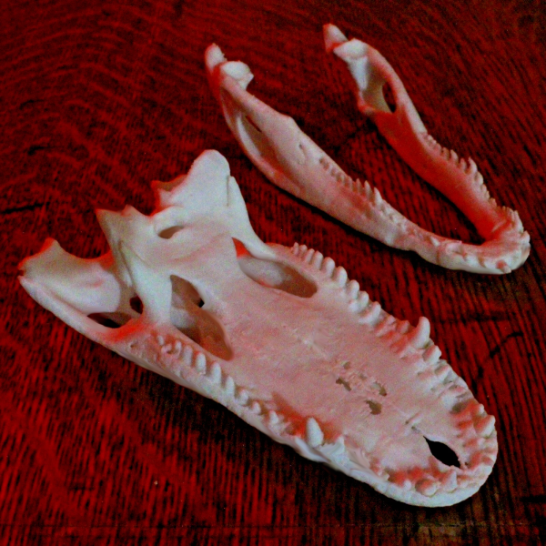 American Alligator Skull Model - Anatomically Correct - 4.5 Inches - Image 2