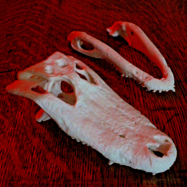 American Alligator Skull Model - Anatomically Correct - 4.5 Inches - Image 3
