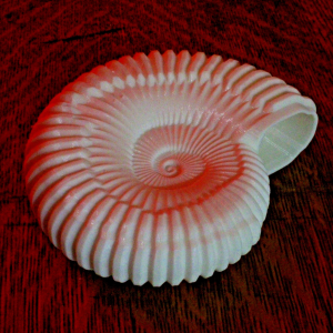 Ammonite Shell Replica – 6 Inches