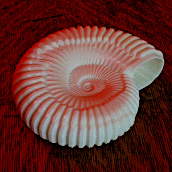 Ammonite Shell Replica – 6 Inches