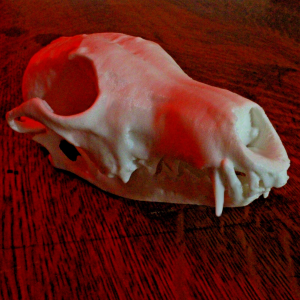 Fox Skull Model - Anatomically Correct - 6 Inches