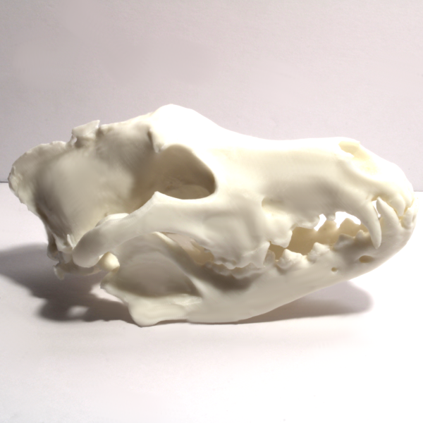 Wolf Skull Model – Anatomically Correct – 6 Inches - Image 2