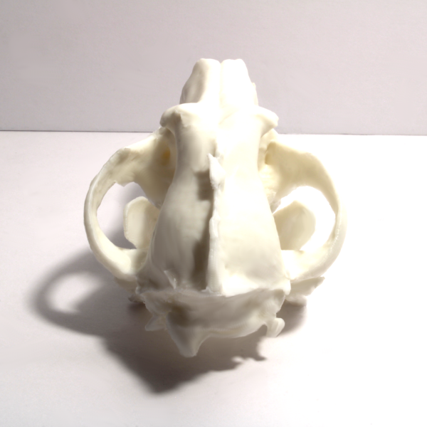 Wolf Skull Model – Anatomically Correct – 6 Inches - Image 3