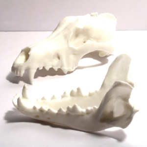 Wolf Skull Model – Anatomically Correct – 6 Inches