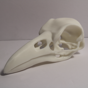 Raven Skull Model – Anatomically Correct – 4.3 Inches