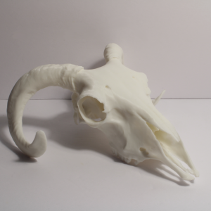 Ram Skull Model – Anatomically Correct – 7 Inches