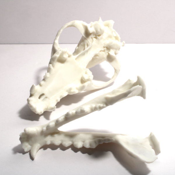 Wolf Skull Model – Anatomically Correct – 6 Inches - Image 4
